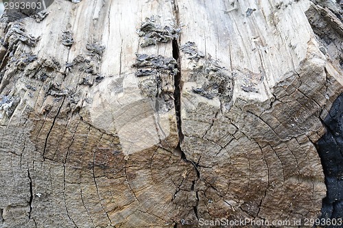 Image of structure of the saw cut logs in the background