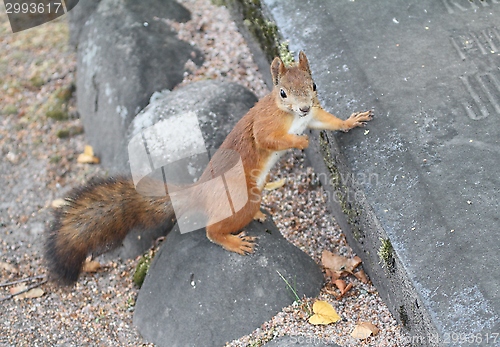 Image of Red squirrel