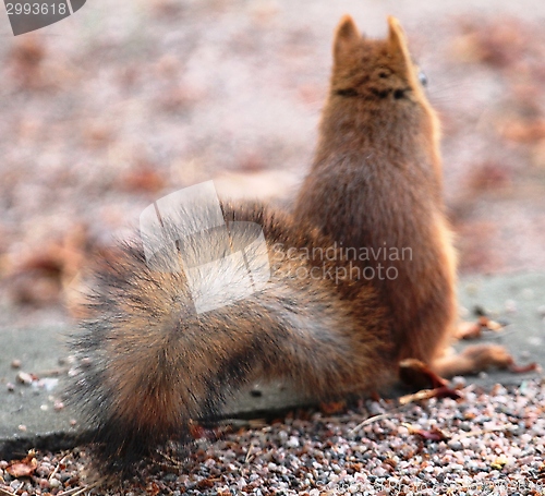 Image of Red squirrel