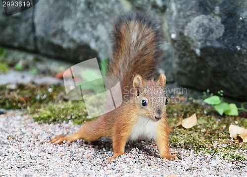 Image of Red squirrel