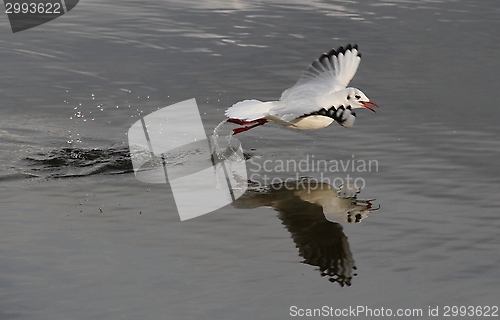 Image of Gull landing on a lake