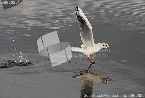 Image of Gull landing on a lake