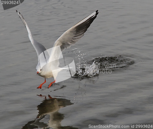 Image of Gull landing on a lake