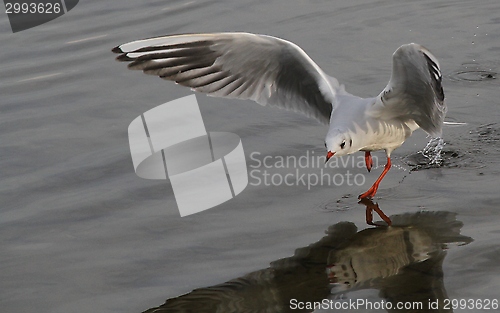 Image of Gull landing on a lake