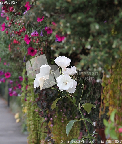 Image of Flowers 