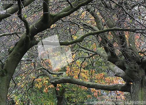 Image of Autumn trees