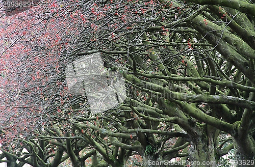 Image of Autumnal trees