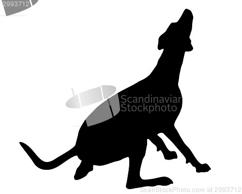 Image of Dog training