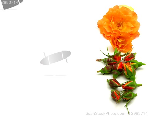 Image of Line of roses on the right side on white background