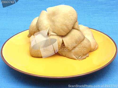 Image of Oyster mushrooms on ceramic plate on blue