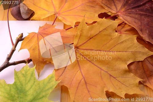 Image of autumn frame leaves with empty white paper