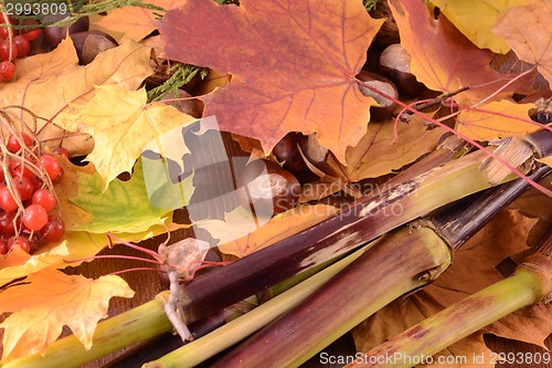 Image of Grunge background with autumn leaves and chestnut