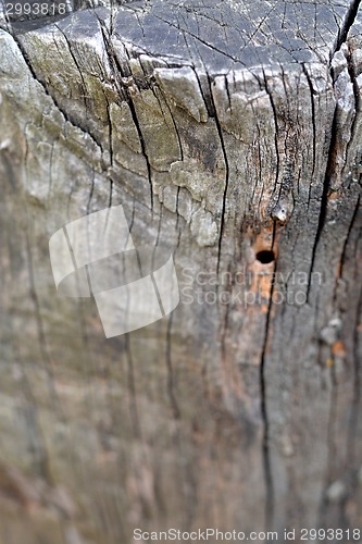 Image of Old Wood Tree Texture Background Pattern