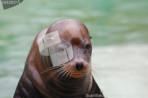 Image of Seal Closeup