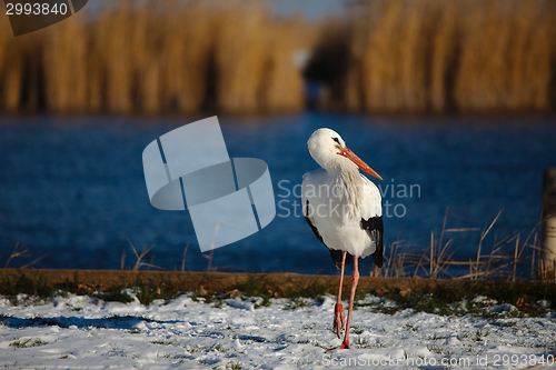 Image of Stork in Winter
