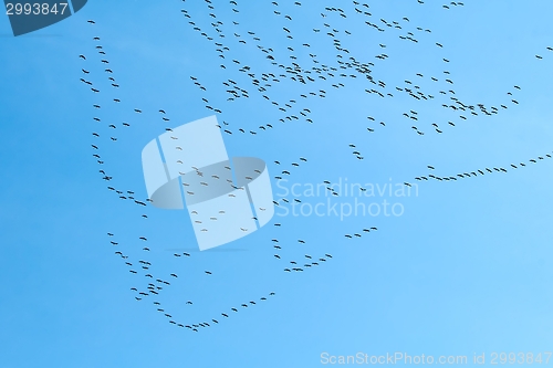 Image of Geese Flying