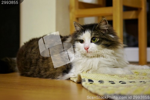 Image of Sleepy cat