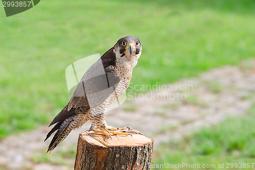 Image of Tamed and trained fastest bird predator falcon or hawk