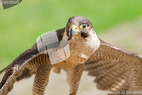 Image of Small but fast predator bird falcon or hawk