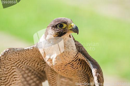Image of Small and fastest raptor bird peregrine or accipiter