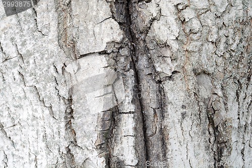 Image of Texture - a bark of an old oak