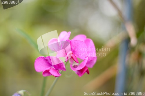 Image of red flower background