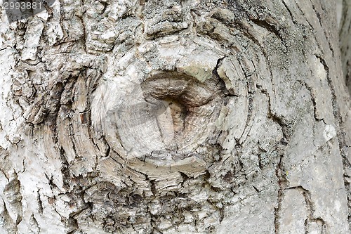 Image of Texture - a bark of an old oak