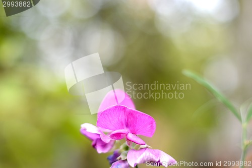 Image of red flower background