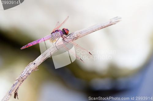Image of Cretan dragonfly Trithemis annulata
