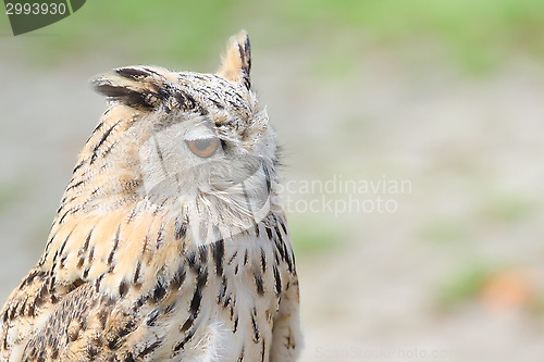 Image of Profile portrait of night quiet eagle-owl or bubo