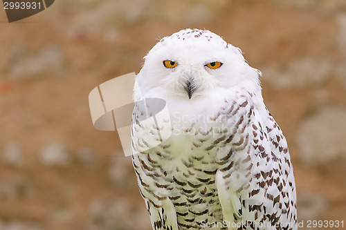 Image of Wild silent raptor bird white snowy owl