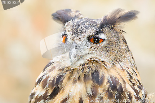 Image of Bubo or eagle-owl bird quiet night hunter