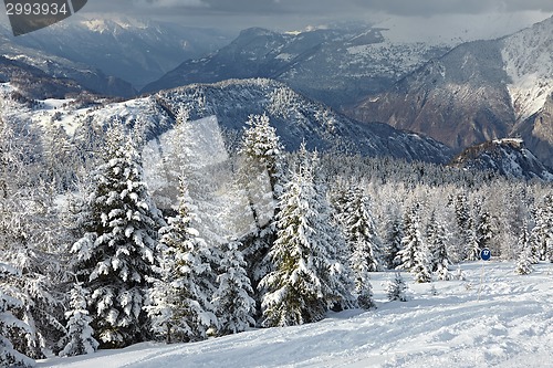 Image of Winter Landscape