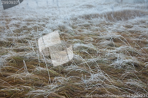 Image of Winter field