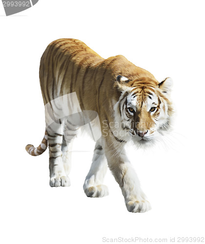 Image of  Walking Tiger 