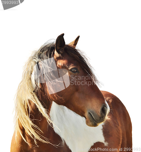 Image of Horse Portrait