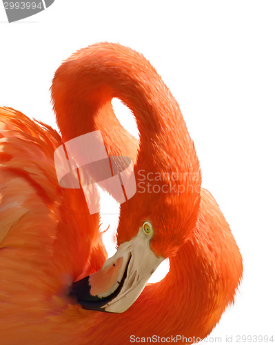 Image of Pink Flamingo Portrait