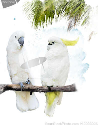 Image of White Parrots