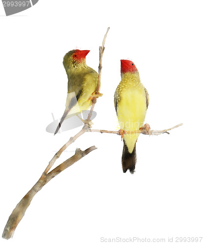 Image of Star Finch Birds