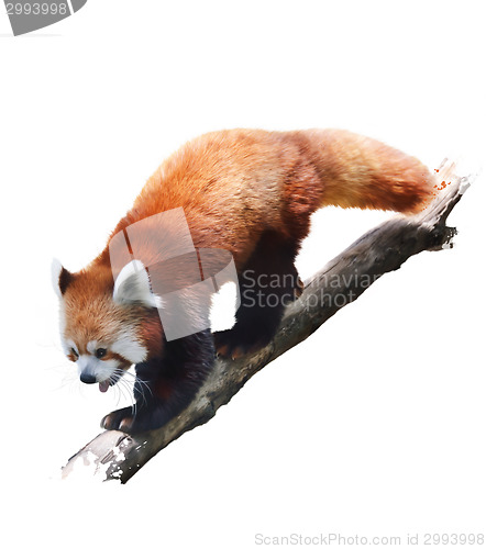 Image of Red Panda