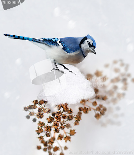 Image of Blue Jay In Winter