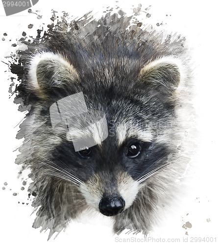 Image of Raccoon Portrait