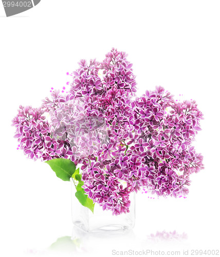 Image of Blossoming lilac 