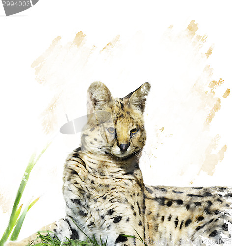 Image of Serval Portrait