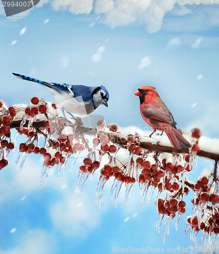 Image of Birds  In Winter
