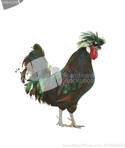 Image of Colorful Rooster