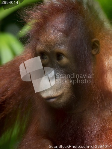 Image of Borneo Orangutan