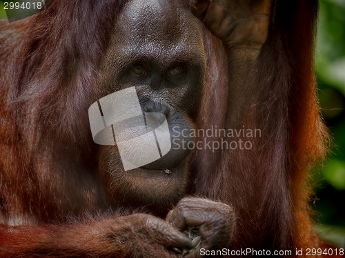 Image of Borneo Orangutan