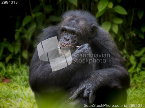 Image of Common Chimpanzee