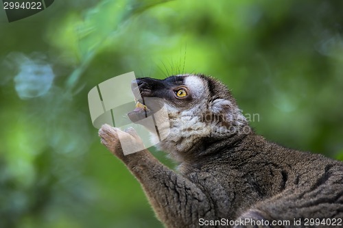 Image of Lemur portrait